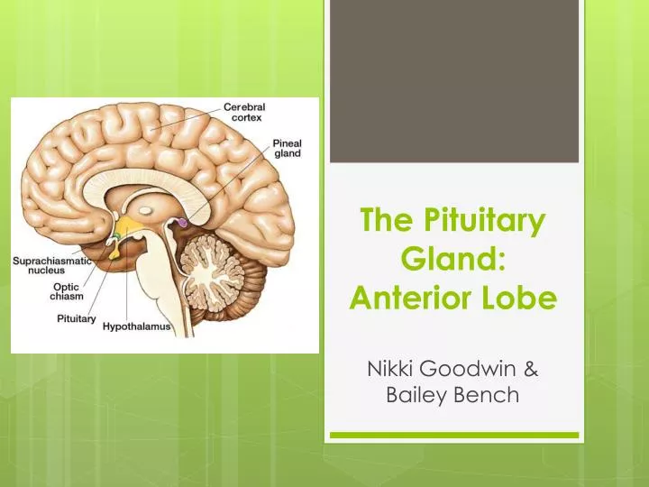the pituitary gland anterior lobe