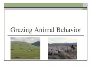 Grazing Animal Behavior