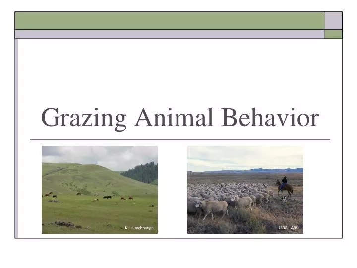 grazing animal behavior