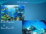 Marine - slide 1