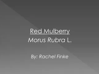 Red Mulberry Morus Rubra L. By : Rachel Finke