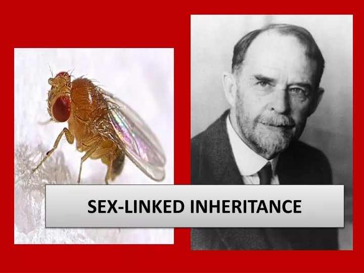 sex linked inheritance