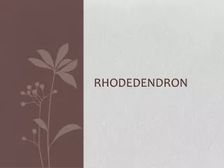 Rhodedendron