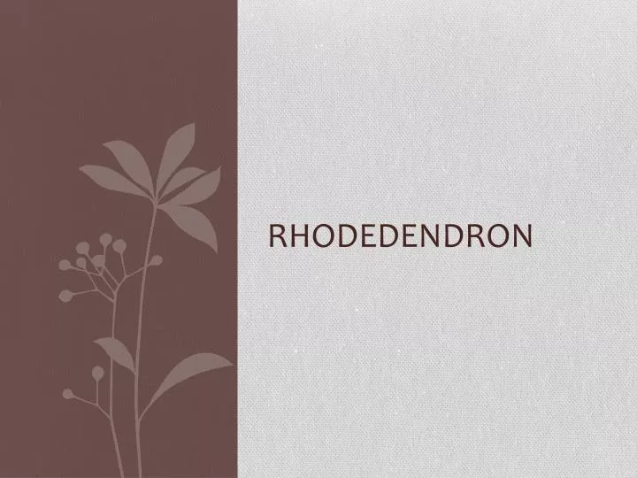 rhodedendron