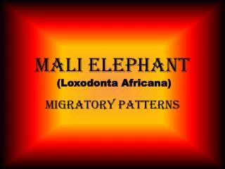 Mali Elephant (Loxodonta Africana)