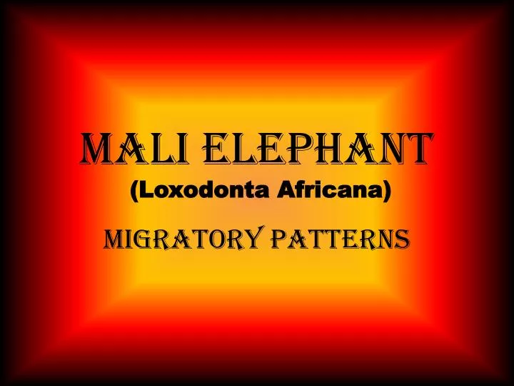 mali elephant loxodonta africana
