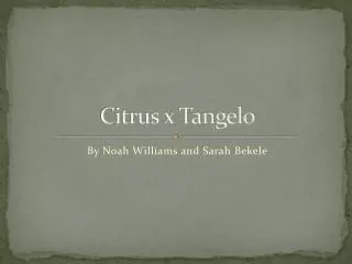 Citrus x Tangelo