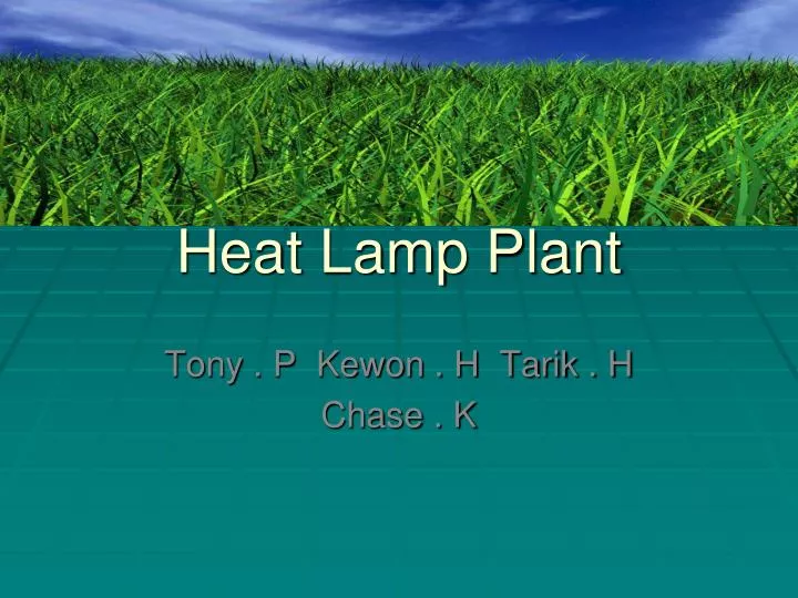 heat lamp plant
