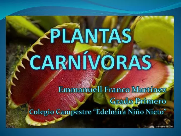 plantas carn voras