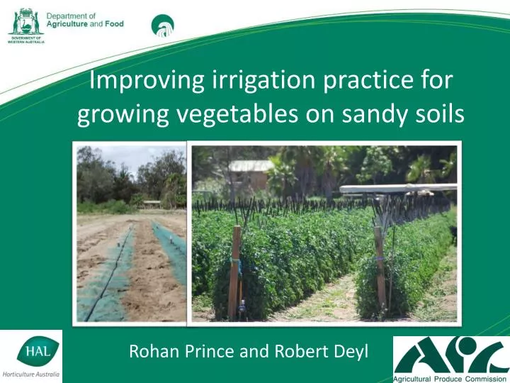improving irrigation practice for growing vegetables on sandy soils