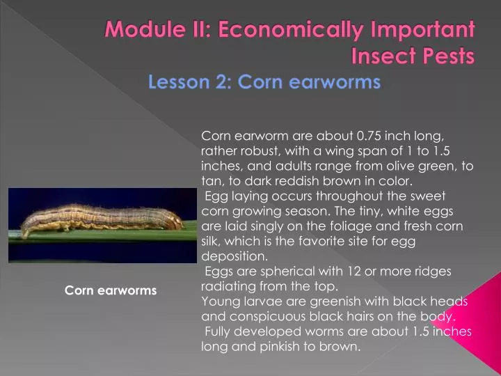 module ii economically important insect pests