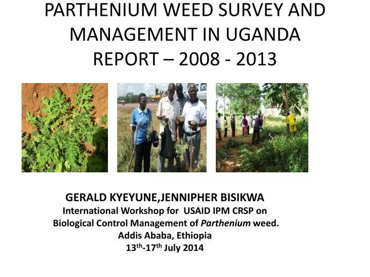 parthenium weed survey and management in uganda report 2008 2013