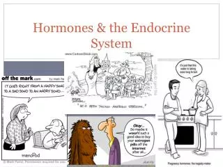 Hormones &amp; the Endocrine System