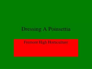 Dressing A Poinsettia