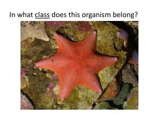 In what class does this organism belong?