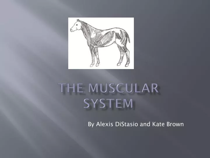 the muscular system