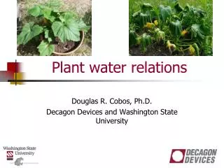 Plant water relations