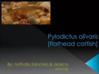 Pylodictus olivaris [flathead catfish]