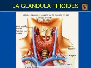 la glandula tiroides