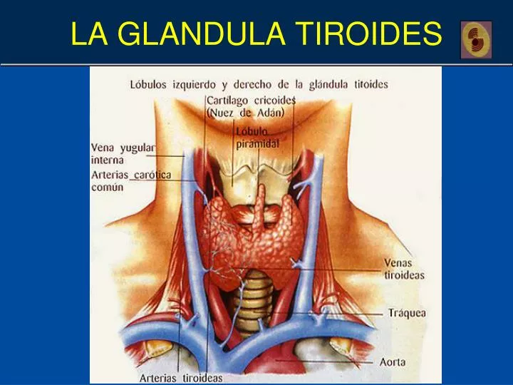 la glandula tiroides