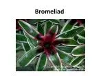 Bromeliad - slide 1