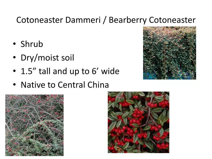 cotoneaster dammeri bearberry cotoneaster