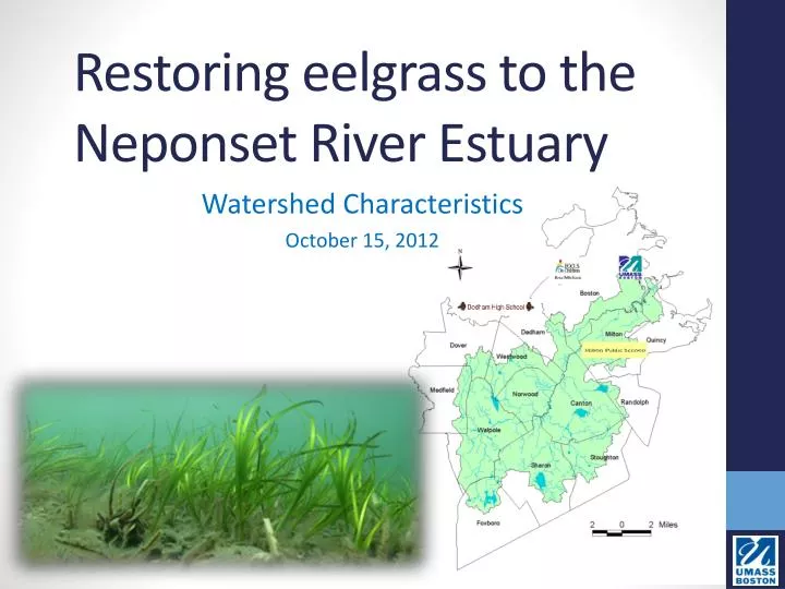 restoring eelgrass to the neponset river estuary