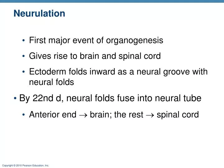 neurulation