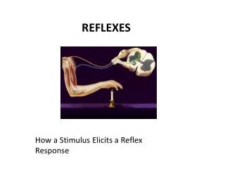 How a Stimulus Elicits a Reflex Response