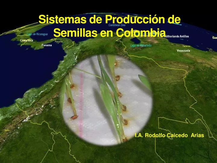 sistemas de producci n de semillas en colombia