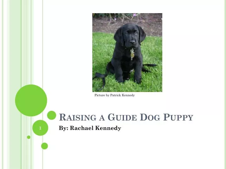 raising a guide dog puppy