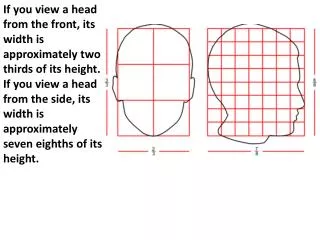 If you view a head from the front, its width is approximately two thirds of its height.