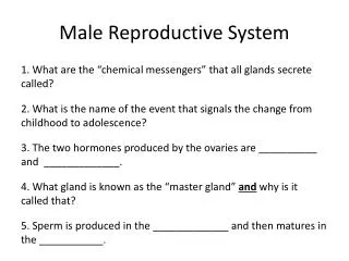 Male Reproductive System