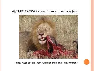 HETEROTROPHS cannot make their own food.