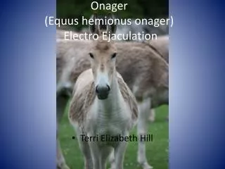 Onager (Equus hemionus onager ) Electro Ejaculation