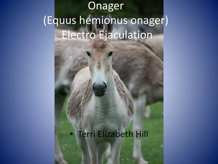 onager equus hemionus onager electro ejaculation