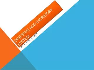 digestive and excretory system