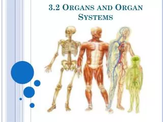 3.2 Organs and Organ Systems