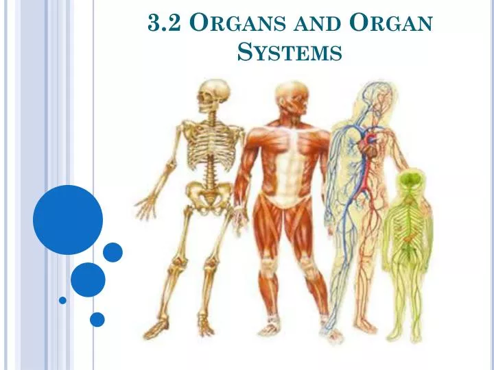 3 2 organs and organ systems