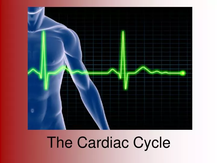 the cardiac cycle