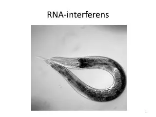 rna interferens