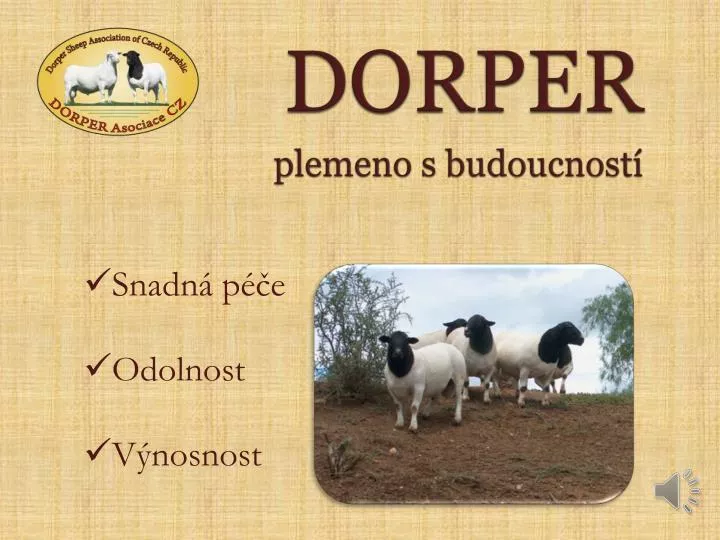 dorper plemeno s budoucnost