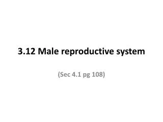3.12 Male reproductive system