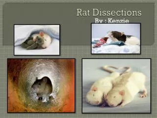 Rat Dissections