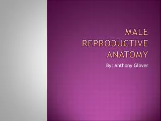 Male Reproductive Anatomy