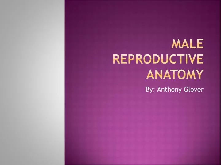 male reproductive anatomy