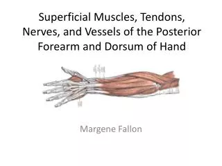 Superficial Muscles, Tendons, Nerves, and Vessels of the Posterior Forearm and Dorsum of Hand