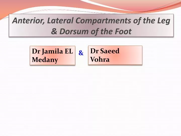 anterior lateral compartments of the leg dorsum of the foot