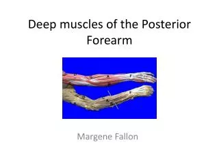 Deep muscles of the Posterior Forearm