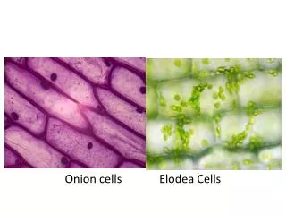 onion cells elodea cells